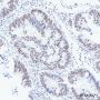 Anti-NELF-B Rabbit mAb