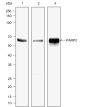 Anti-PARP2 Rabbit mAb