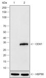 Anti-CDX1 Rabbit mAb