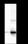 Anti-Phospho-Histone H3 (Ser10) Mouse mAb