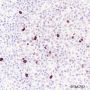 Anti-Phospho-Histone H3 (Ser10) Mouse mAb
