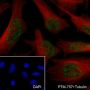 Anti-Phospho-Histone H3 (Ser10) Mouse mAb