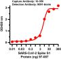 SARS-CoV-2 (COVID-19) Spike S1 Antibody [SP422]