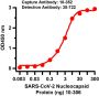 SARS-CoV-2 (COVID-19) Nucleocapsid Antibody [NP642]