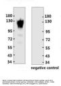 ACE2 Antibody