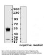 SARS-CoV-2 (COVID-19) Nucleocapsid Monoclonal Antibody [N008]