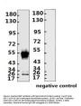 SARS-CoV-2 (COVID-19) Nucleocapsid Monoclonal Antibody [N009]