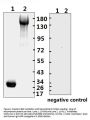 SARS-CoV-2 (COVID-19) Spike RBD Monoclonal Antibody [B001] (azide free)