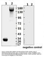 SARS-CoV-2 (COVID-19) Spike RBD Monoclonal Antibody [B001] (HRP)
