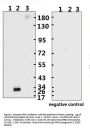SARS-CoV-2 (COVID-19) Spike RBD Monoclonal Antibody [B002] (azide free)
