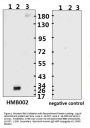 SARS-CoV-2 (COVID-19) Spike RBD Monoclonal Antibody [B002] (Biotin)