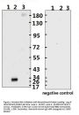SARS-CoV-2 (COVID-19) Spike RBD Monoclonal Antibody [B002] (HRP)