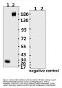 SARS-CoV-2 (COVID-19) Spike RBD Monoclonal Antibody [B003] (azide free)