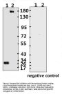 SARS-CoV-2 (COVID-19) Spike ECD Monoclonal Antibody [B004] (azide free)