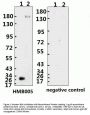 SARS-CoV-2 (COVID-19) Spike ECD Monoclonal Antibody [B005] (azide free)