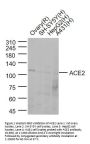 ACE2 Antibody