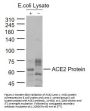 ACE2 Antibody