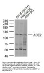 ACE2 Antibody