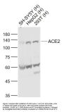 ACE2 Antibody