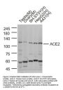 ACE2 Antibody