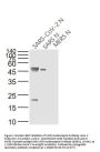 SARS Nucleocapsid Antibody [8G8A]