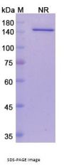 Vanucizumab (ANGPT2/VEGFA) - Research Grade Biosimilar