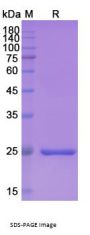 Brolucizumab (VEGFA) - Research Grade Biosimilar