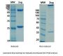 Recombinant CoV-2/COVID-19 Spike Glycoprotein Antibody