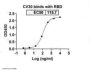Recombinant SARS-CoV-2 RBD antibody