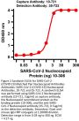 Recombinant SARS-CoV-2 (COVID-19) Nucleocapsid antibody [AbD207]