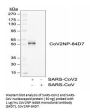 SARS-CoV-2 (COVID-19) Nucleocapsid Antibody [84D7]