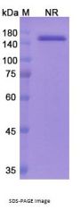 Faricimab (ANGPT2/VEGFA) - Research Grade Biosimilar