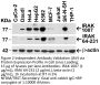 IRAK Antibody