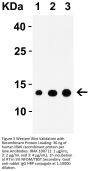 IRAK Antibody