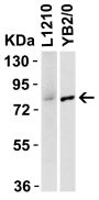 IRAK Antibody