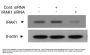 IRAK Antibody