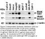 IRAK Antibody