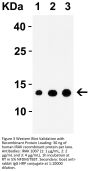 IRAK Antibody