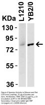 IRAK Antibody