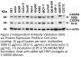 CXCR4 Antibody