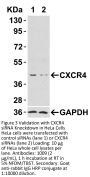 CXCR4 Antibody