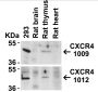 CXCR4 Antibody