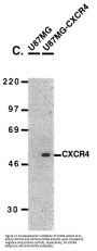 CXCR4 Antibody