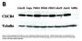 CXCR4 Antibody