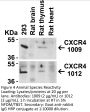 CXCR4 Antibody