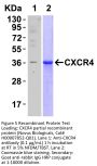 CXCR4 Antibody