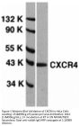 CXCR4 Antibody