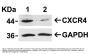 CXCR4 Antibody