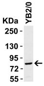 STAT1 alpha Antibody