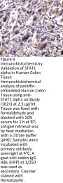 STAT1 alpha Antibody